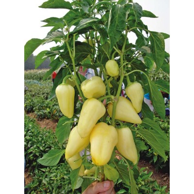 Семена перца Троян F1 (1000сем.), Libra Seeds (Erste Zaden)